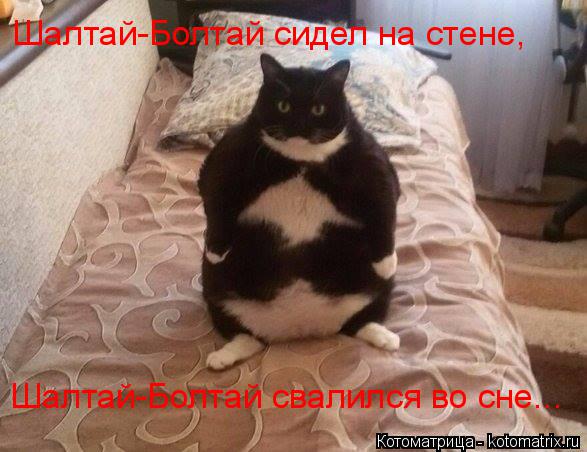 Шалтай-Болтай свалился во сне... Шалтай-Болтай сидел на стене,... Котоматрица: Шалтай-Болтай свалился во сне... Шалтай-Болтай сидел на стене,