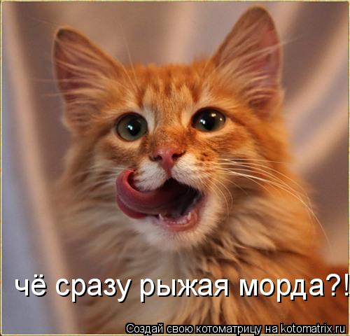 чё сразу рыжая морда?!... Котоматрица: чё сразу рыжая морда?!
