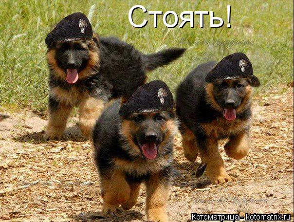 Стоять!... Котоматрица: Стоять!