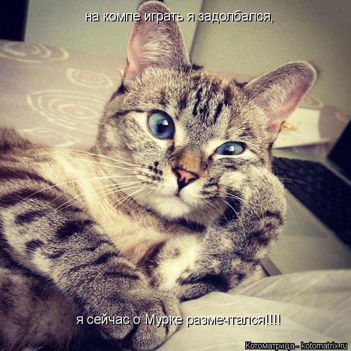 на компе играть я задолбался, я сейчас о Мурке размечтался!!!!... Котоматрица: на компе играть я задолбался, я сейчас о Мурке размечтался!!!!