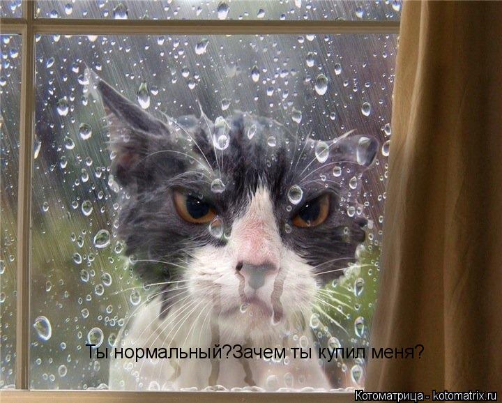 Ты нормальный?Зачем ты купил меня?... Котоматрица: Ты нормальный?Зачем ты купил меня?