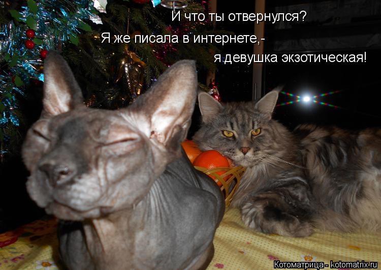 И что ты отвернулся? Я же писала в интернете,- я девушка экзотическая!... Котоматрица: И что ты отвернулся? Я же писала в интернете,- я девушка экзотическая!