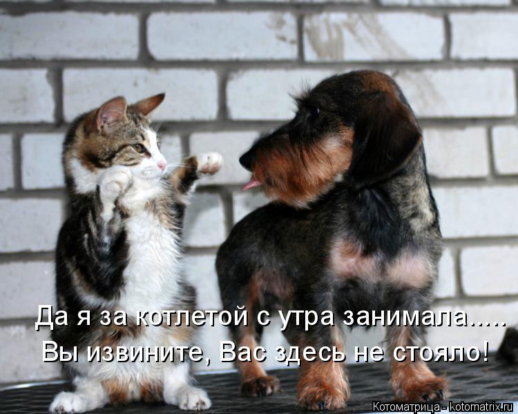 Вы извините, Вас здесь не стояло! Да я за котлетой с утра занимала........ Котоматрица: Вы извините, Вас здесь не стояло! Да я за котлетой с утра занимала.....