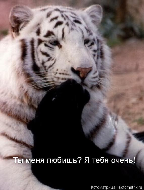 Ты меня любишь? Я тебя очень!... Котоматрица: Ты меня любишь? Я тебя очень!