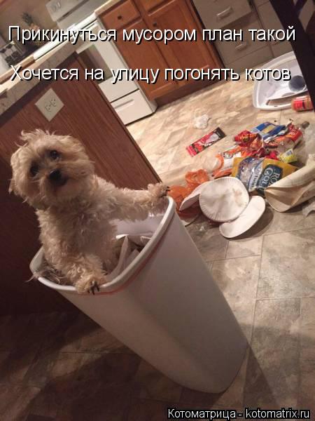Хочется на улицу погонять котов Прикинуться мусором план такой... Котоматрица: Хочется на улицу погонять котов Прикинуться мусором план такой