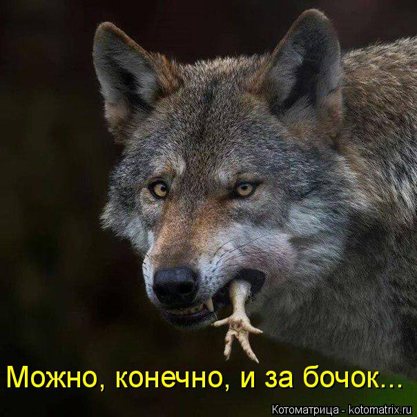 Можно, конечно, и за бочок...... Котоматрица: Можно, конечно, и за бочок...