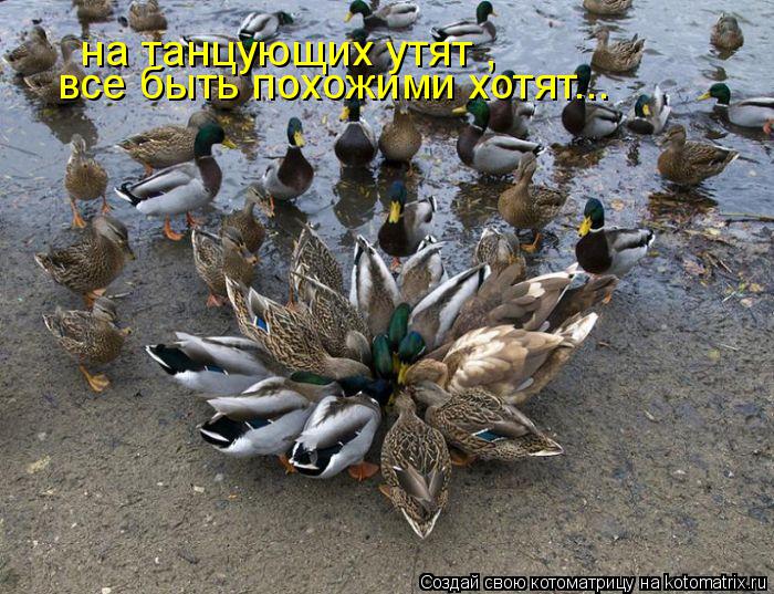 на танцующих утят , все быть похожими хотят...... Котоматрица: на танцующих утят , все быть похожими хотят...