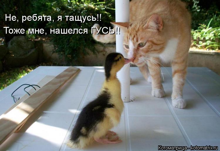 Не, ребята, я тащусь!! Тоже мне, нашелся ГУСЬ!!... Котоматрица: Не, ребята, я тащусь!! Тоже мне, нашелся ГУСЬ!!