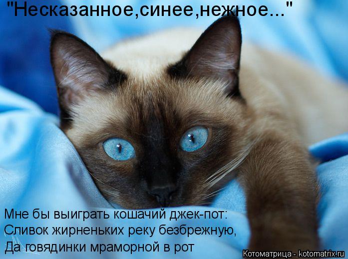 "Несказанное,синее,нежное..." Мне бы выиграть кошачий джек-пот: Сливок жирненьких реку безбрежную, Да... Котоматрица: "Несказанное,синее,нежное..." Мне бы выиграть кошачий джек-пот: Сливок жирненьких реку безбрежную, Да говядинки мраморной в рот