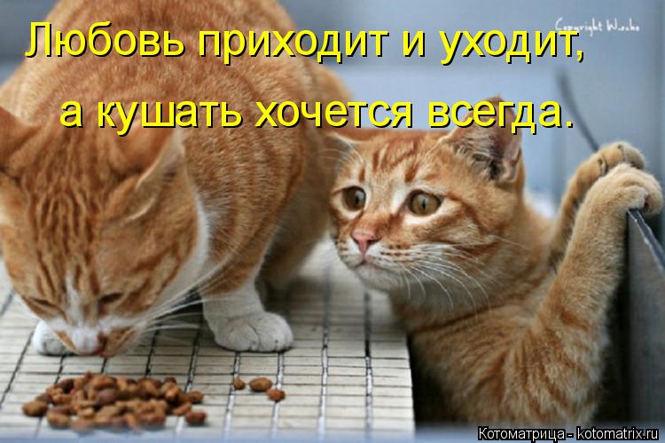 Любовь приходит и уходит, а кушать хочется всегда.... Котоматрица: Любовь приходит и уходит, а кушать хочется всегда.