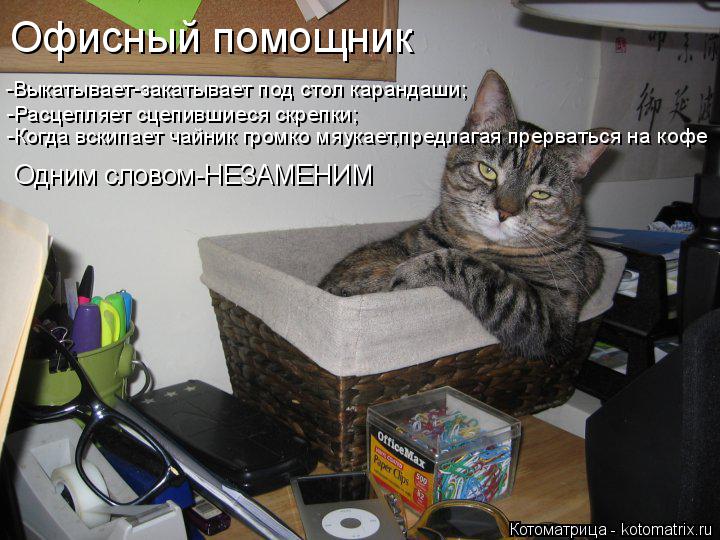 Офисный помощник -Выкатывает-закатывает под стол карандаши; -Расцепляет сцепившиеся скрепки; -Когда в... Котоматрица: Офисный помощник -Выкатывает-закатывает под стол карандаши; -Расцепляет сцепившиеся скрепки; -Когда вскипает чайник громко мяукает,предла