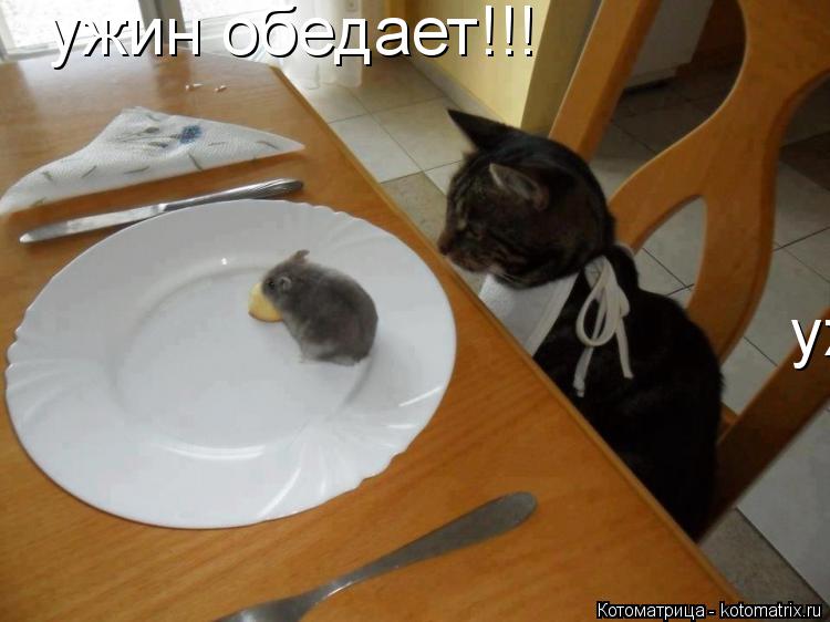 ужин обедает!!! ужин обедает!!!... Котоматрица: ужин обедает!!! ужин обедает!!!