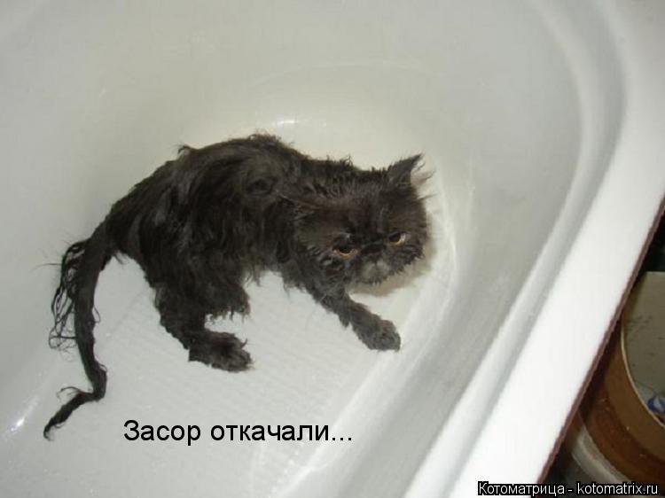 Засор откачали...... Котоматрица: Засор откачали...