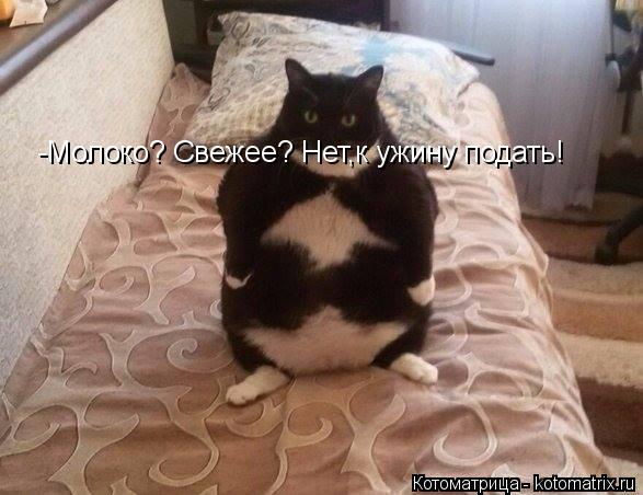 -Молоко? Свежее? Нет,к ужину подать!... Котоматрица: -Молоко? Свежее? Нет,к ужину подать!