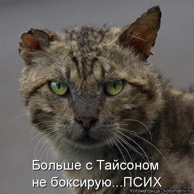 Больше с Тайсоном не боксирую...ПСИХ... Котоматрица: Больше с Тайсоном не боксирую...ПСИХ