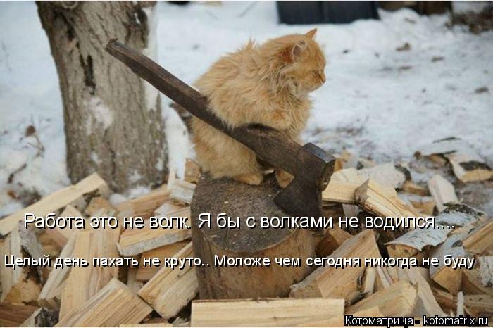 Котоматрица: Работа это не волк. Я бы с волками не водился....  Целый день пахать не круто.. Моложе чем сегодня никогда не буду