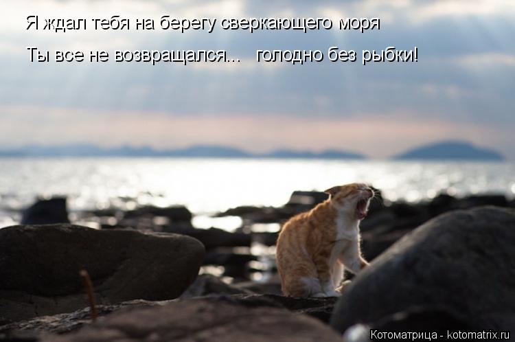 Котоматрица: Я ждал тебя на берегу сверкающего моря Ты все не возвращался...   голодно без рыбки!