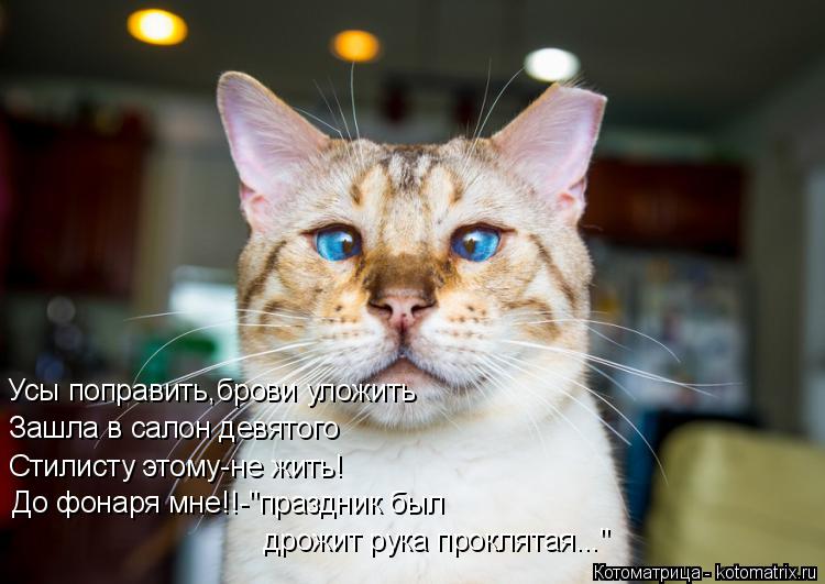 Котоматрица: Зашла в салон девятого Усы поправить,брови уложить Стилисту этому-не жить! До фонаря мне!!-"праздник был дрожит рука проклятая..."