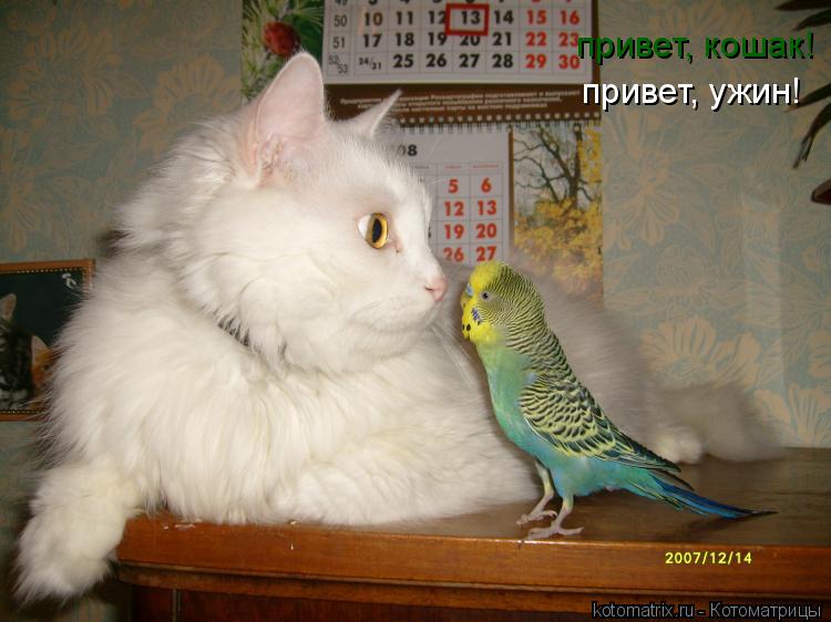 Котоматрица: привет, кошак! привет, ужин!