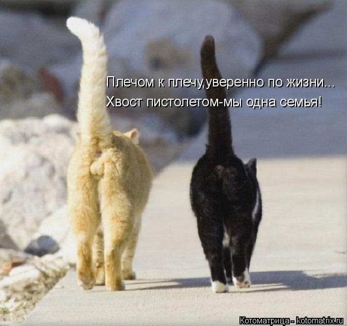 Котоматрица: Плечом к плечу,уверенно по жизни... Хвост пистолетом-мы одна семья!