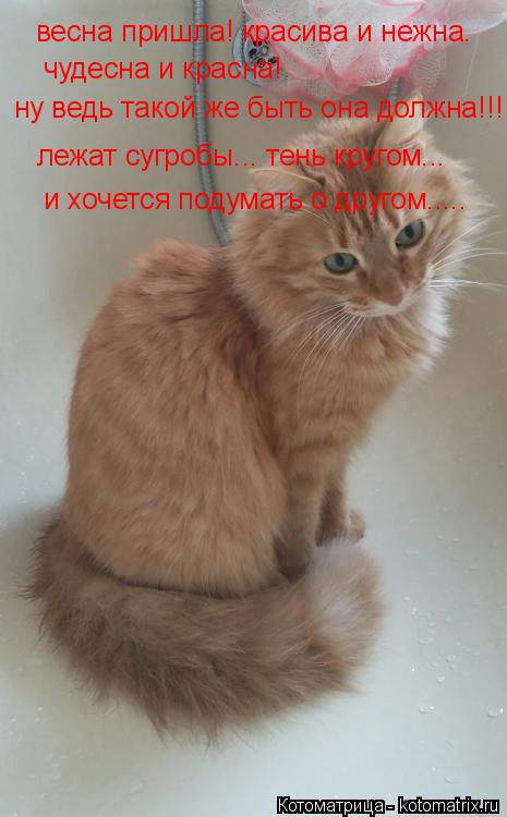 Котоматрица: весна пришла! красива и нежна. чудесна и красна! ну ведь такой же быть она должна!!! лежат сугробы... тень кругом... и хочется подумать о другом..