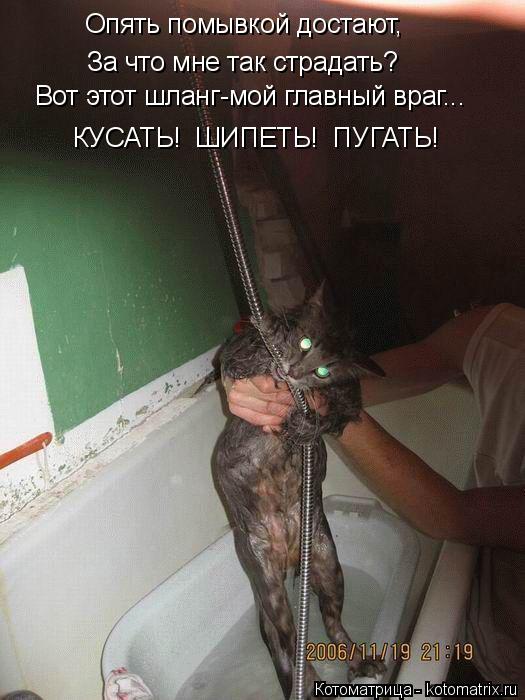 Котоматрица: Опять помывкой достают, За что мне так страдать? Вот этот шланг-мой главный враг... КУСАТЬ!  ШИПЕТЬ!  ПУГАТЬ!