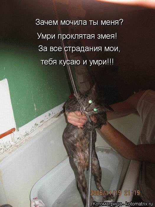 Котоматрица: Зачем мочила ты меня? За все страдания мои, Умри проклятая змея! тебя кусаю и умри!!!