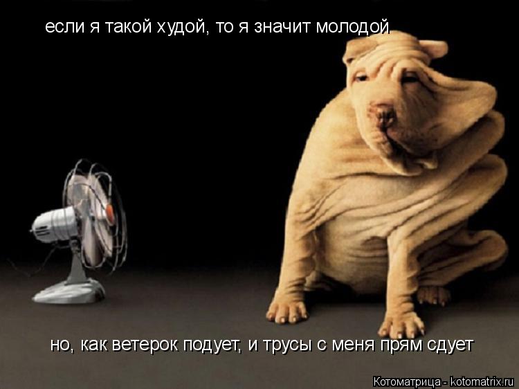 Котоматрица: если я такой худой, то я значит молодой но, как ветерок подует, и трусы с меня прям сдует но, как ветерок подует, и трусы с меня прям сдует