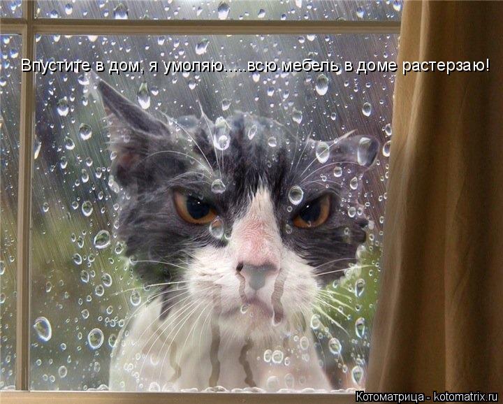 Котоматрица: Впустите в дом, я умоляю.....всю мебель в доме растерзаю! Впустите в дом, я умоляю.....всю мебель в доме растерзаю! Впустите в дом, я умоляю.....всю 