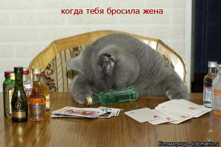 Котоматрица: когда тебя бросила жена