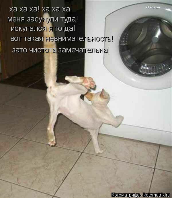 Котоматрица: ха ха ха! ха ха ха! меня засунули туда! искупался я тогда! вот такая невнимательность! зато чистота замечательна!