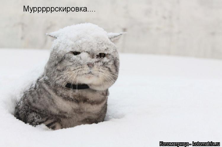 Котоматрица: Мурррррскировка....