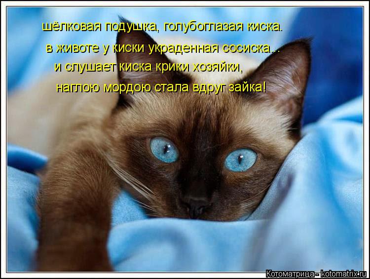 Котоматрица: шёлковая подушка, голубоглазая киска. в животе у киски украденная сосиска... и слушает киска крики хозяйки, наглою мордою стала вдруг зайка!