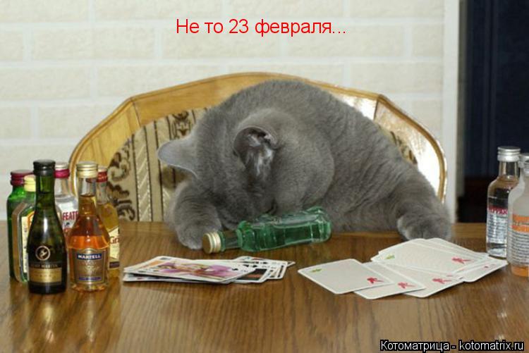 Котоматрица: Не то 23 февраля...