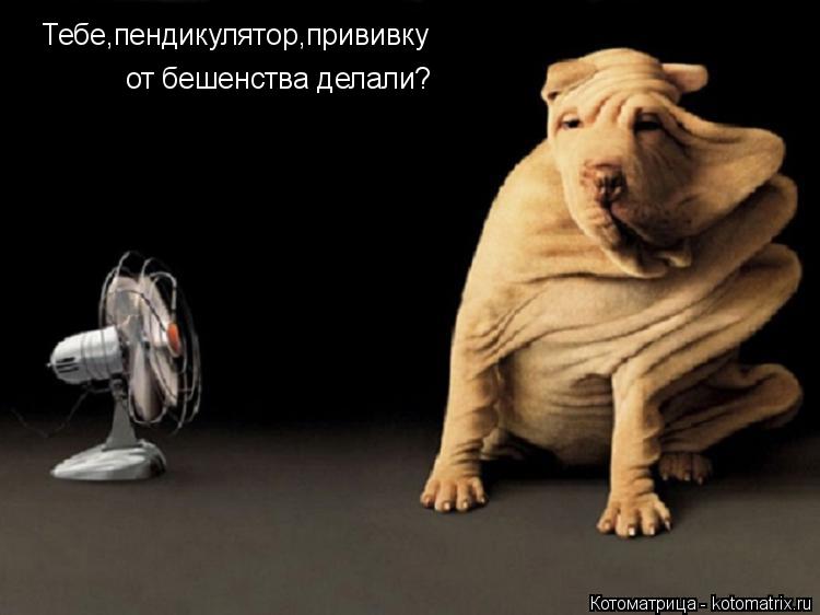 Котоматрица: Тебе,пендикулятор,прививку от бешенства делали?
