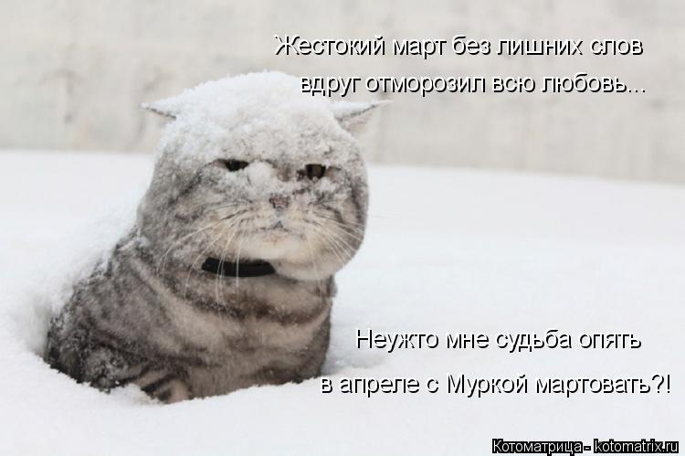 Жестокий март без лишних слов вдруг отморозил всю любовь... Неужто мне судьба опять в апреле с Муркой... Котоматрица: Жестокий март без лишних слов вдруг отморозил всю любовь... Неужто мне судьба опять в апреле с Муркой мартовать?!