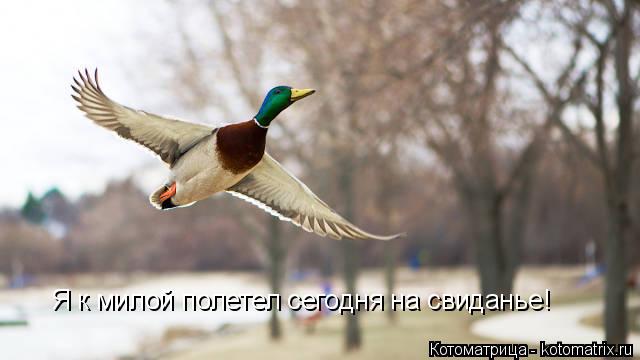 Котоматрица: Я к милой полетел сегодня на свиданье!