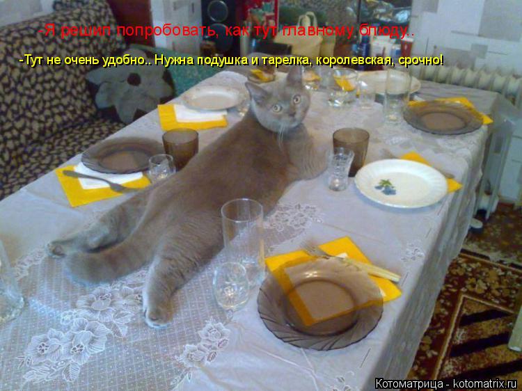 Котоматрица: -Я решил попробовать, как тут главному блюду.. -Тут не очень удобно.. Нужна подушка и тарелка, королевская, срочно!