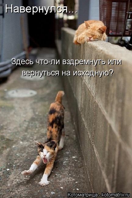 Здесь что-ли вздремнуть или вернуться на исходную? Навернулся...... Котоматрица: Здесь что-ли вздремнуть или вернуться на исходную? Навернулся...