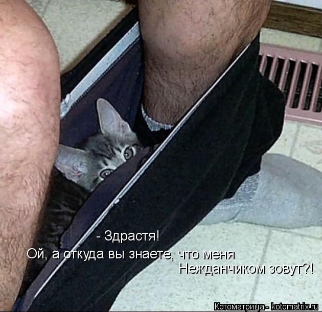 Котоматрица: Нежданчиком зовут?! - Здрастя! Ой, а откуда вы знаете, что меня