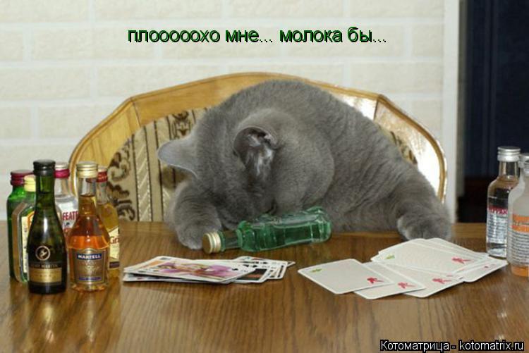 Котоматрица: плооооохо мне... молока бы...