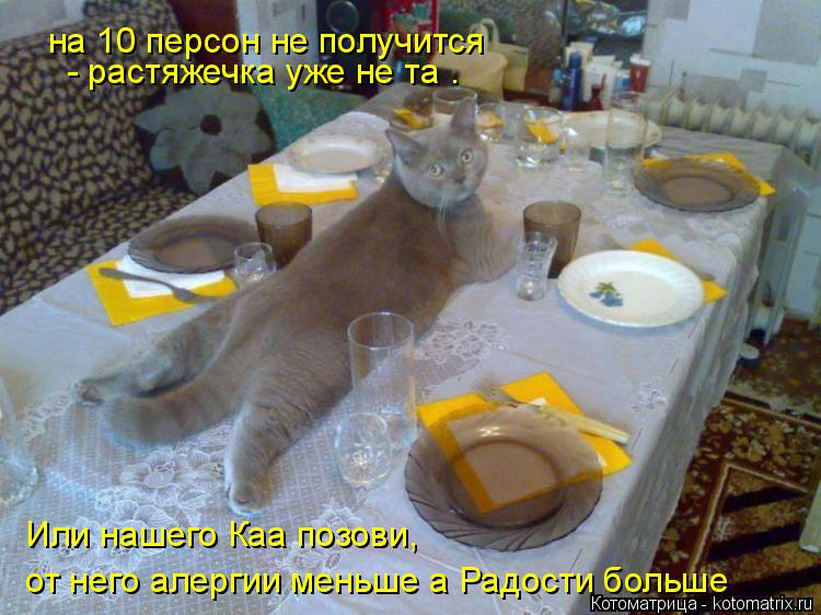 Котоматрица: на 10 персон не получится - растяжечка уже не та . Или нашего Каа позови, от него алергии меньше а Радости больше