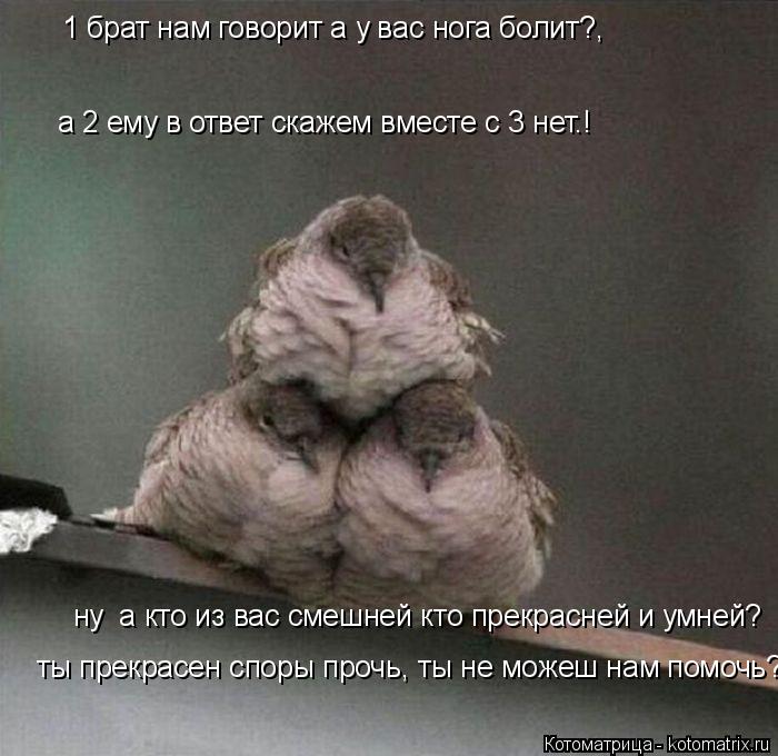 Котоматрица: ну  а кто из вас смешней кто прекрасней и умней? ты прекрасен споры прочь, ты не можеш нам помочь? а 2 ему в ответ скажем вместе с 3 нет.! 1 брат н