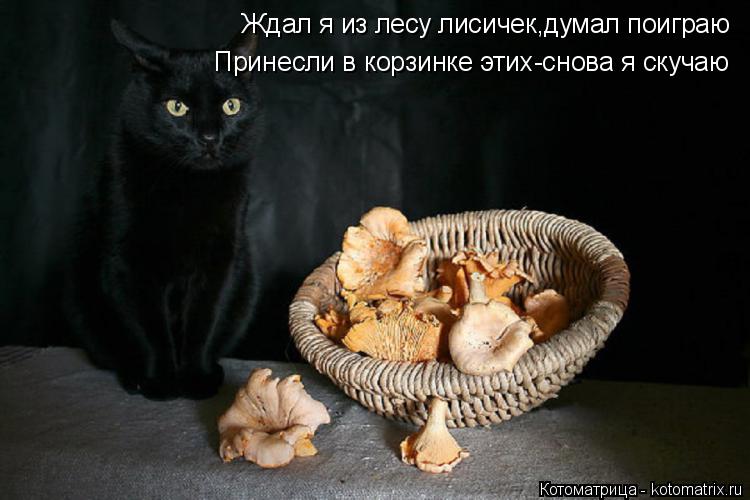 Котоматрица: Ждал я из лесу лисичек,думал поиграю Принесли в корзинке этих-снова я скучаю