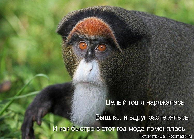 Котоматрица: Целый год я наряжалась Вышла.. и вдруг растерялась И как быстро в этот год мода поменялась