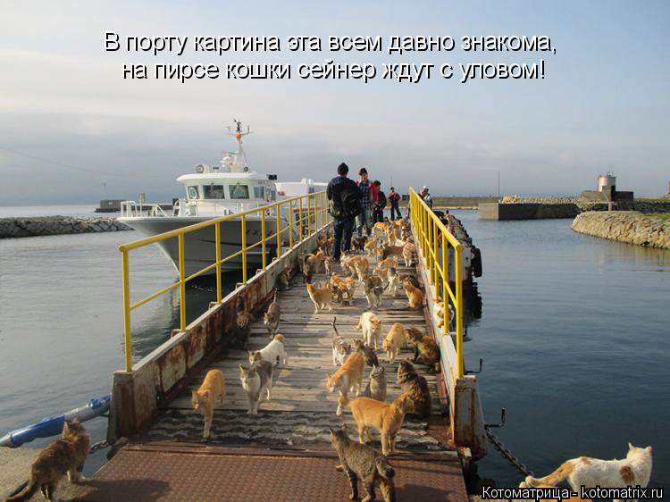 на пирсе кошки сейнер ждут с уловом! В порту картина эта всем давно знакома,... Котоматрица: на пирсе кошки сейнер ждут с уловом! В порту картина эта всем давно знакома,