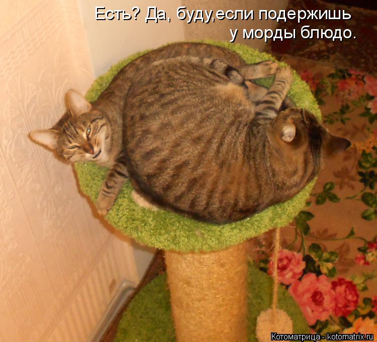 Есть? Да, буду,если подержишь у морды блюдо.... Котоматрица: Есть? Да, буду,если подержишь у морды блюдо.