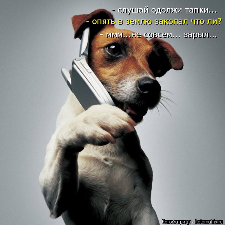 Котоматрица: - слушай одолжи тапки... - опять в землю закопал что ли? - ммм...не совсем... зарыл...