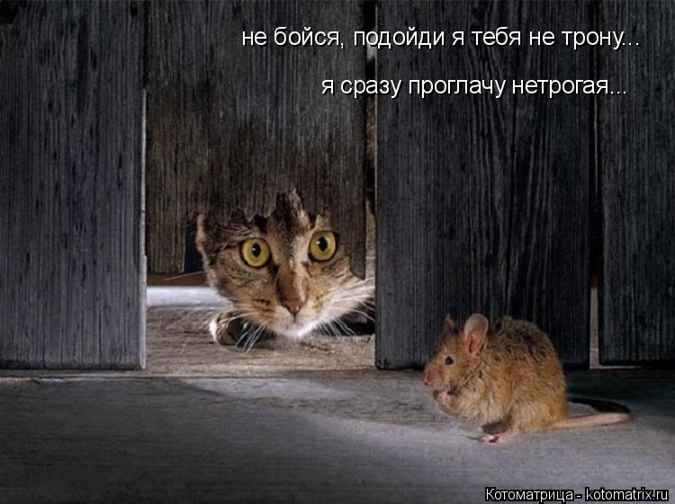 Котоматрица: не бойся, подойди я тебя не трону... я сразу проглачу нетрогая...