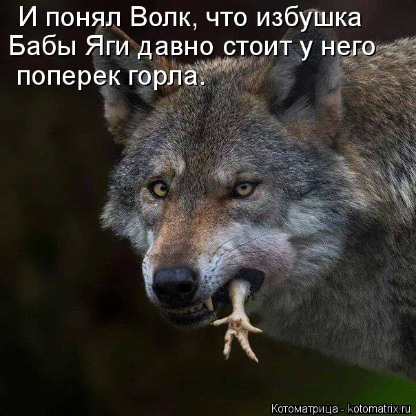 Котоматрица: И понял Волк, что избушка Бабы Яги давно стоит у него поперек горла.